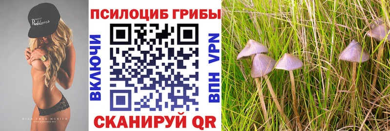 Галлюциногенные грибы Psilocybe  darknet Telegram  Камышлов 